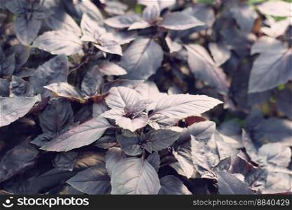 purple basil in a greenhouse. Industrial production of greens. farmer’s greens. local gardening concept. basil in sunlight. kitchen herbs. . purple basil in a greenhouse. Industrial production of greens.