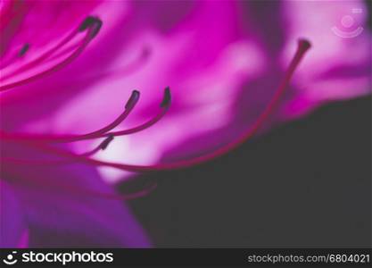 purple Bauhinia orchid tree flower on blur background, soft focus macro shot