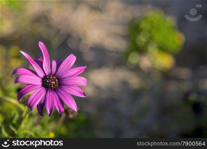 Purple beach flower, Spring