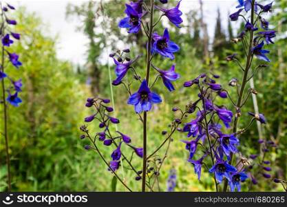 Purple bell flowers in green grass