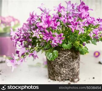 Purple bell flowers with dirt and roots for planting, front view