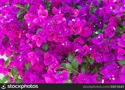 Purple blooming flower, Bougainvillea flower