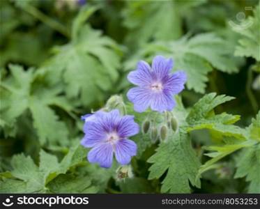 purple blooming flower geranium growing in the garden. the geranium Bush with two opened flowers