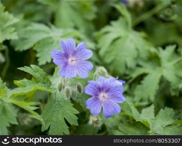 purple blooming flower geranium growing in the garden. the geranium Bush with two opened flowers