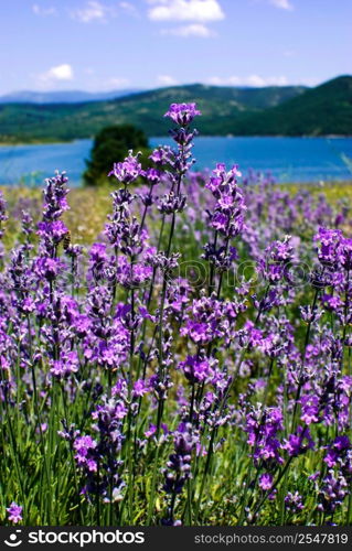 purple blooming lavender field in Bulgaria