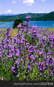 purple blooming lavender field in Bulgaria