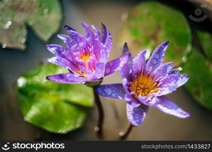 Purple blooming lotus flower with water drops