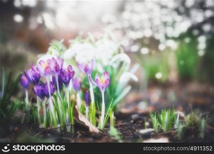 Purple blooming of crocuses flowers in garden or park, spring outdoor nature background