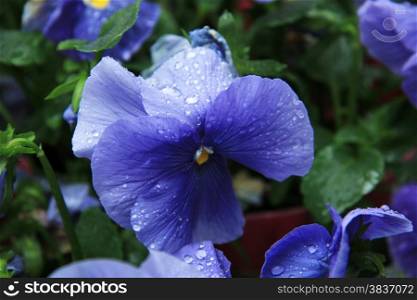 Purple blue pansy after a rainshower