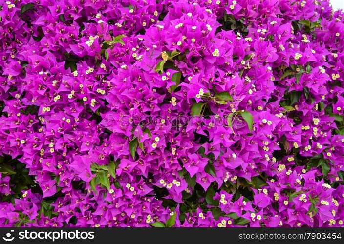 Purple bougainvilla flowers background