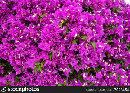 Purple bougainvilla flowers background
