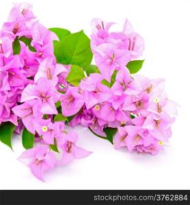Purple bougainvillea flower, isolated on a white background