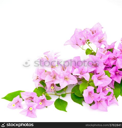 Purple bougainvillea flower, tropical flower isolated on a white background