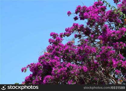 Purple bougainvillea flowers in the summer. Clambering plant against blue sky.