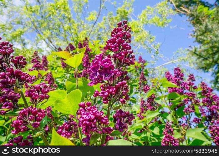 Purple Buddleja bush in a colorful garden