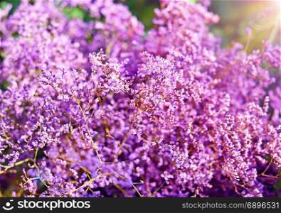 purple bush of Limonium blooming, close up