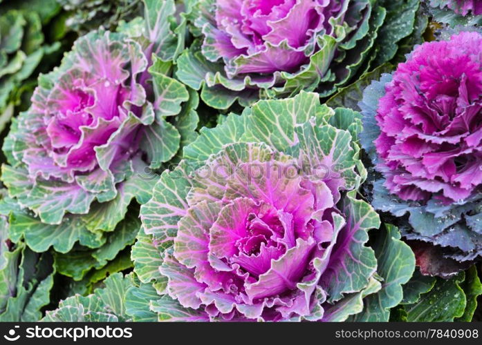 Purple cabbage background