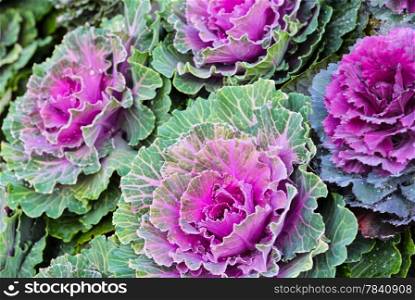 Purple cabbage background