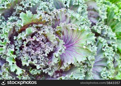 Purple cabbage flower