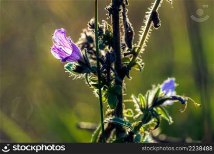 Purple calyx of wild plants against a beautifully lit bokeh of natural sunlight. Wild weed with purple flower