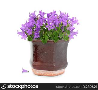 Purple campanula flower in brown vintage pot