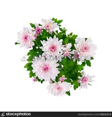 purple chrysanthemum bouquet isolated on white