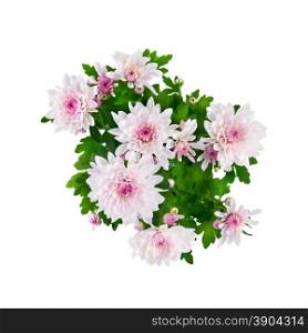 purple chrysanthemum bouquet isolated on white
