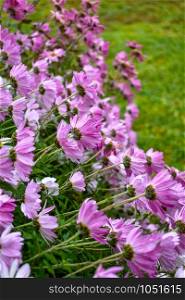Purple chrysanthemum flowers swaying in the autumn wind