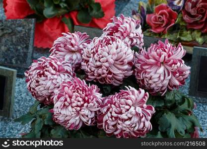 Purple chrysanthemum plant on a tombstone for All Saints Day