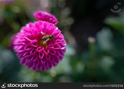 purple chrysanthemum with a bee in front of blurry background