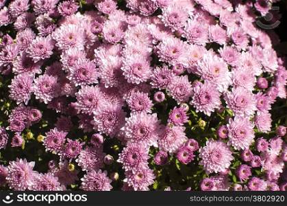 Purple chrysanthemums