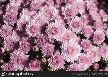 Purple chrysanthemums