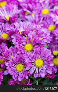 purple chrysanthemums daisy flower