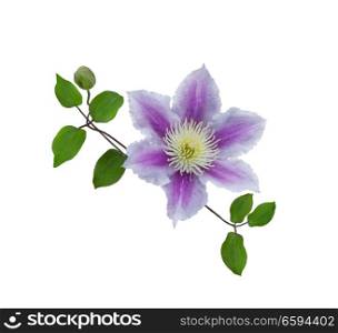 Purple clematis on a stem isolated on white background