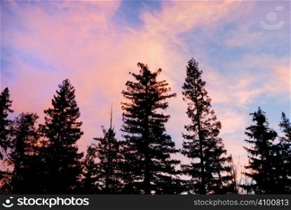 Purple clouds at sunset above tree silhouettes