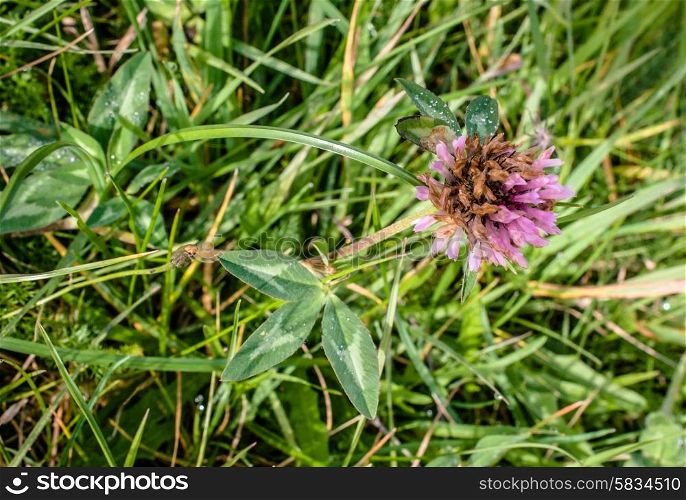 Purple clover flower on a green field