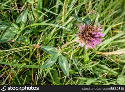 Purple clover flower on a green field