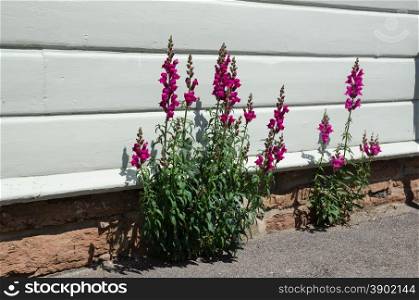 Purple colored snapdragon flowers at a white wooden wall