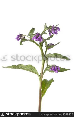 Purple Common comfrey flowers