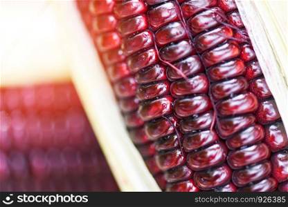 Purple corn fresh close up / Siam Ruby Queen or sweet red corn on cob