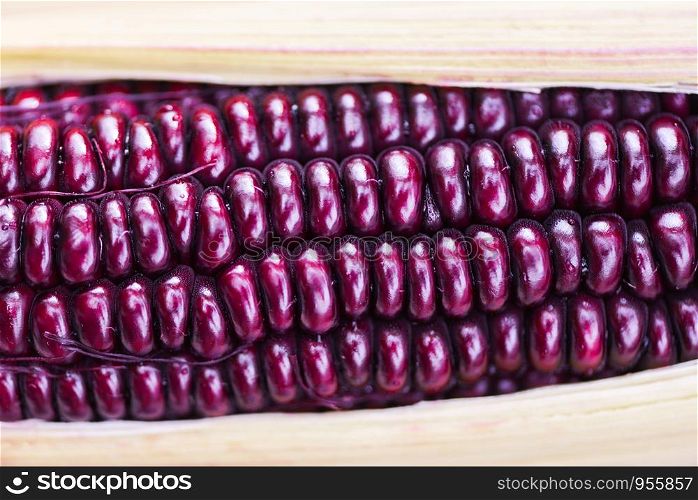 Purple corn fresh close up / Siam Ruby Queen or sweet red corn on cob