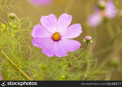 Purple cosmos flower against green background