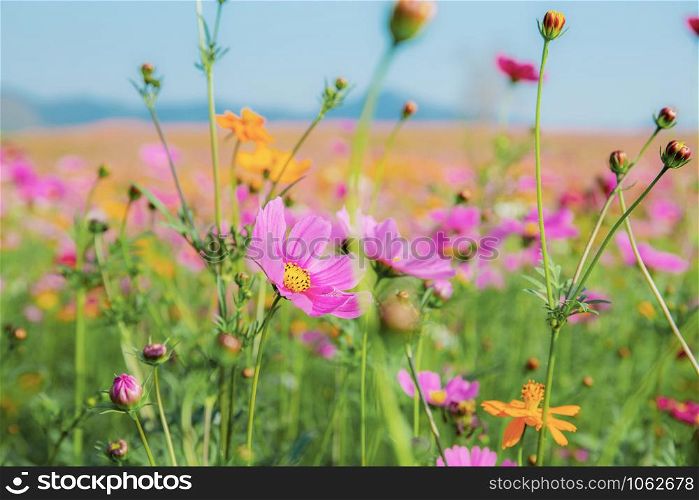 Purple cosmos in field with the sky background.