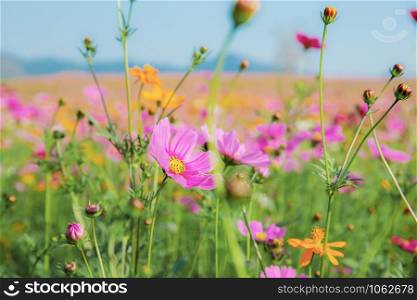 Purple cosmos in field with the sky background.