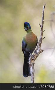 Purple crested Turaco isolated in natural background in Kruger National park, South Africa ; Specie Gallirex porphyreolophus family of Musophagidae. Purple crested Turaco in Kruger National park, South Africa
