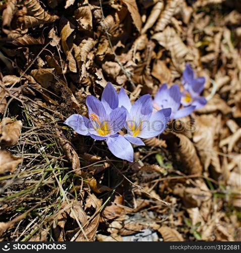 purple crocus flowers at the forest