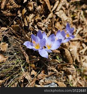purple crocus flowers at the forest