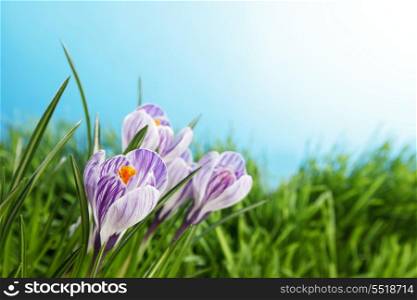 Purple Crocus flowers on spring green meadow close-up