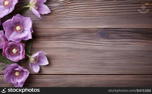 Purple crocus flowers on wooden background. Top view with copy space