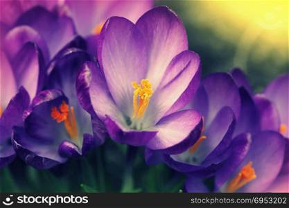 Purple crocus in a sunny spring day ,Crocus vernus. Spring pattern. Close-up of blooming Crocus Flower on a green Meadow.Nature and Flower Background. Purple crocus in a sunny spring day ,Crocus vernus. Spring pattern. Close-up of blooming Crocus Flower on a green Meadow.Nature and Flower Background.